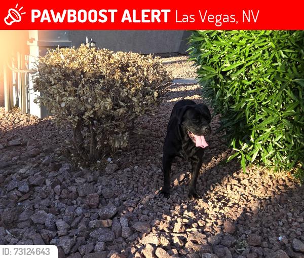 Lost Female Dog last seen Blossom view ave 5700, Las Vegas, NV 89142