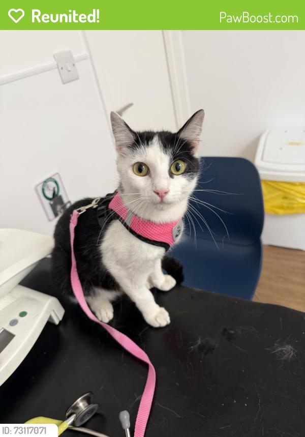 Reunited Female Cat last seen Near West Sq, Greater London, England SE11 4SR