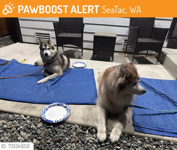 Found/Stray Unknown Dog last seen Military Rd S & S 166th St, near Safeway, SeaTac, WA 98188