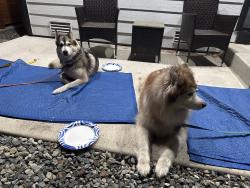 Found/Stray Unknown Dog last seen Military Rd S & S 166th St, near Safeway, SeaTac, WA 98188