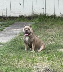 Reunited Female Dog last seen Last seen in gladstone, San Antonio, TX 78214