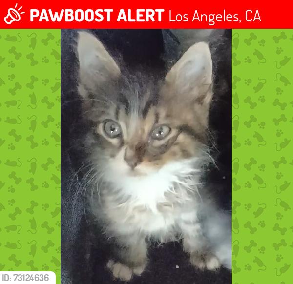 Lost Male Cat last seen 3rd/Vermont, Los Angeles, CA 90004