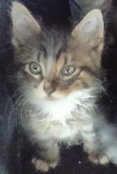 Lost Male Cat last seen 3rd/Vermont, Los Angeles, CA 90004