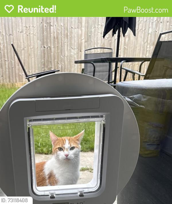 Reunited Male Cat last seen Shenley park, Bartley Green, England 