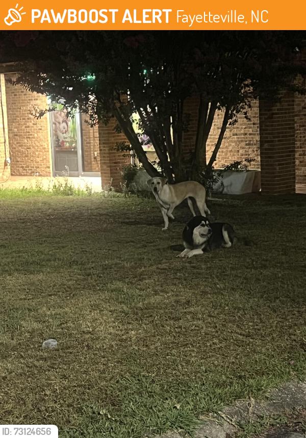 Found/Stray Unknown Dog last seen Oriental Massage, Fayetteville, NC 28303