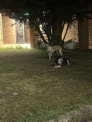 Found/Stray Unknown Dog last seen Oriental Massage, Fayetteville, NC 28303