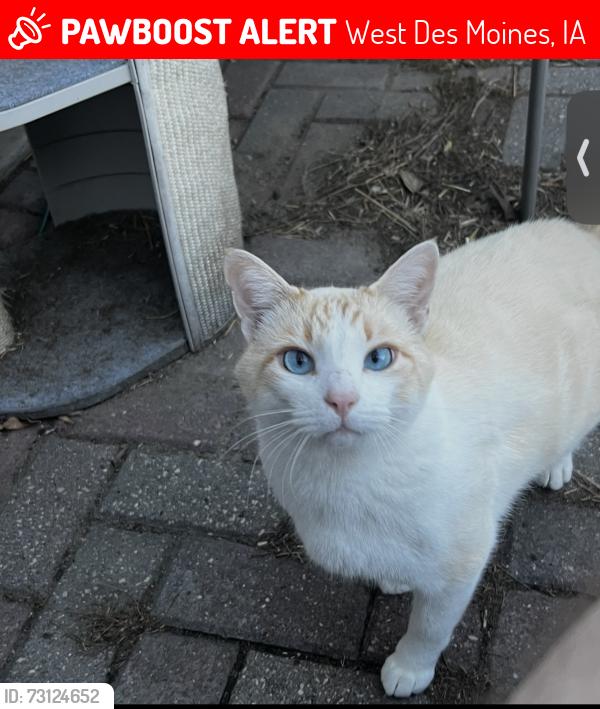Lost Male Cat last seen Corner of 58th and Center St, WDM, West Des Moines, IA 50266