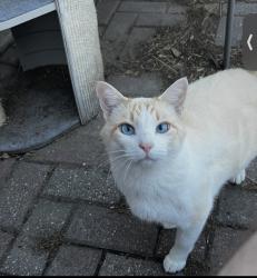 Lost Male Cat last seen Corner of 58th and Center St, WDM, West Des Moines, IA 50266