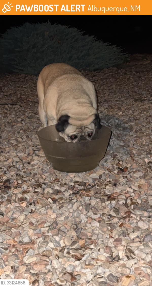 Found/Stray Unknown Dog last seen Isleta, Albuquerque, NM 87105