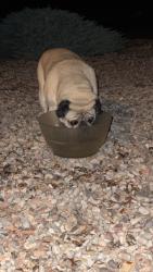 Found/Stray Unknown Dog last seen Isleta, Albuquerque, NM 87105