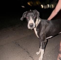 Found/Stray Male Dog last seen Isleta, Albuquerque, NM 87105