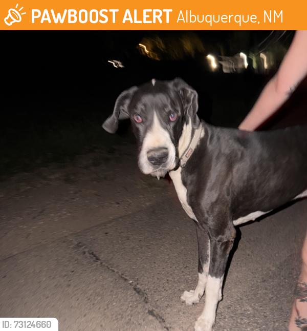 Found/Stray Male Dog last seen Isleta, Albuquerque, NM 87105