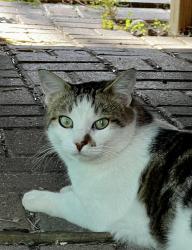 Lost Male Cat last seen Corner of 58th and Center Street, West Des Moines, IA 50266