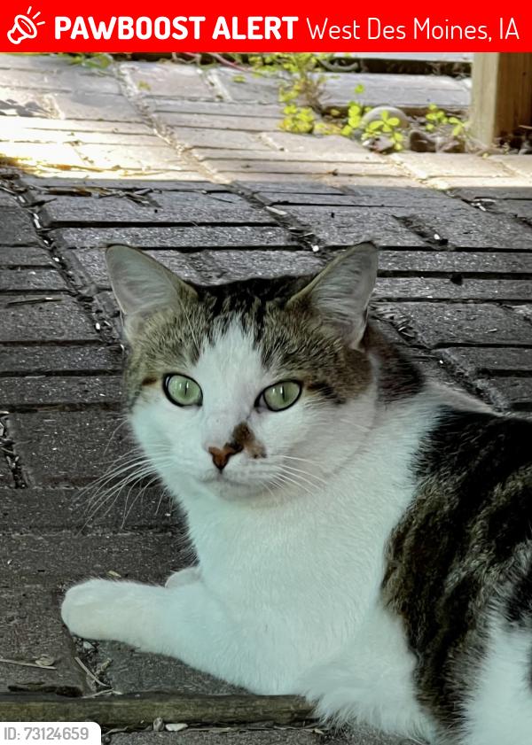 Lost Male Cat last seen Corner of 58th and Center Street, West Des Moines, IA 50266