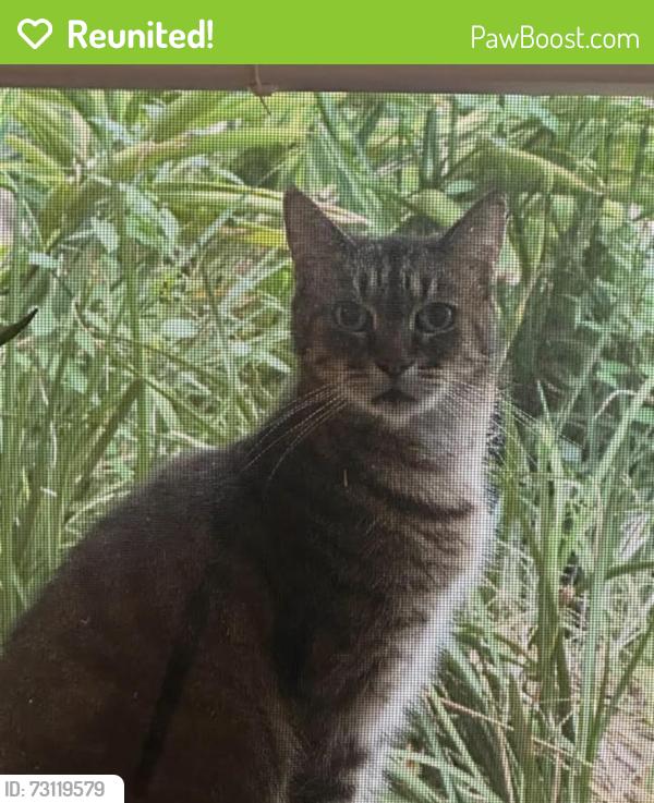 Reunited Female Cat last seen Obsidian Dr in Caldera, Spring Hill, FL 34609
