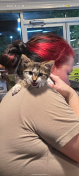 Found/Stray Female Cat last seen Sprinkles donuts, Villa Rica, GA 30180