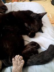 Reunited Female Cat last seen 28th and w, Omaha, NE 68107