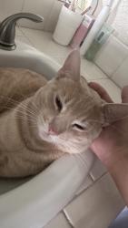 Lost Male Cat last seen Grand avenue, Chino Hills, CA 91709
