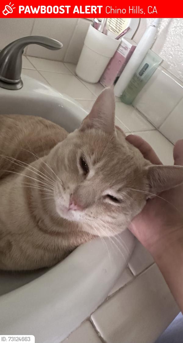 Lost Male Cat last seen Grand avenue, Chino Hills, CA 91709