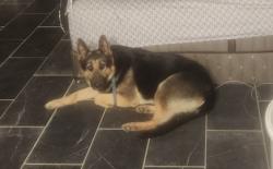 Reunited Male Dog last seen Crysler and 23rd and Sterling, Independence, MO 64052
