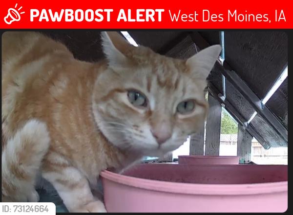Lost Male Cat last seen Corner of 58th and Center St. in WDM, West Des Moines, IA 50266