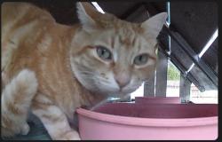 Lost Male Cat last seen Corner of 58th and Center St. in WDM, West Des Moines, IA 50266