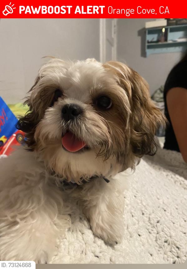 Lost Male Dog last seen 3rd street and park blvd, Orange Cove, CA 93646