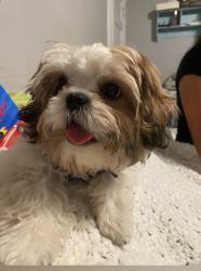 Lost Male Dog last seen 3rd street and park blvd, Orange Cove, CA 93646