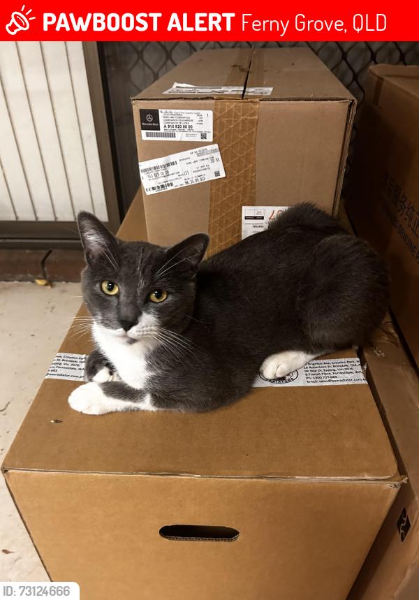 Lost Male Cat last seen Ferney Grove train station, Ferny Grove, QLD 4055