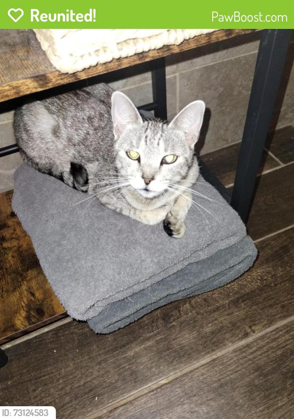 Reunited Female Cat last seen Centennial Park, Tustin, CA 92780