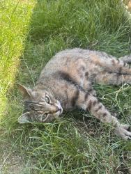 Reunited Female Cat last seen Helliwells drive, Perton, England WV6 7JF