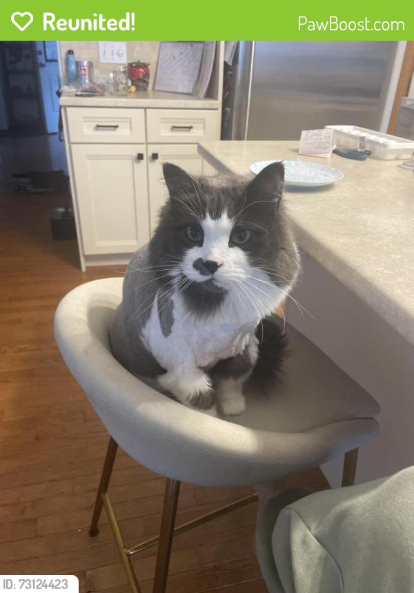 Reunited Male Cat last seen Near Street 49 Avenue, Edmonton, AB T6M 2R3