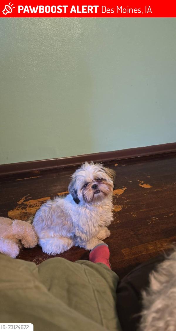Lost Male Dog last seen Muti shawnshitto, Des Moines, IA 50313