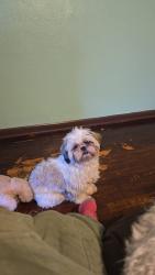 Lost Male Dog last seen Muti shawnshitto, Des Moines, IA 50313