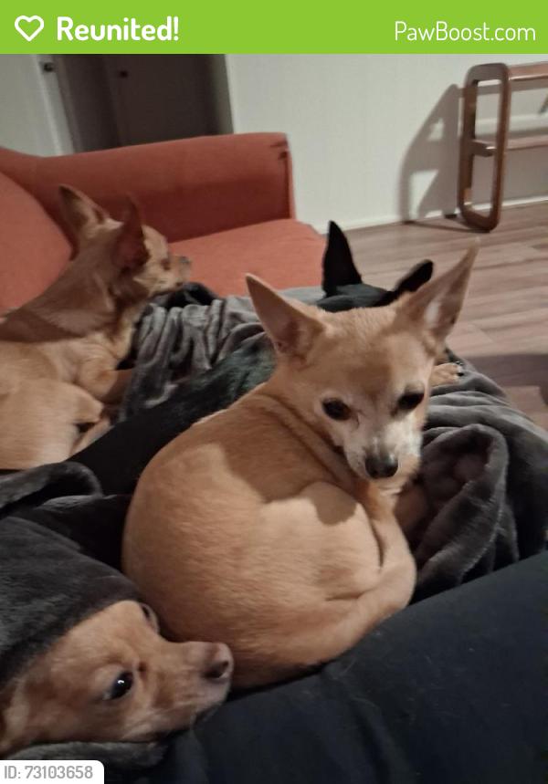 Reunited Male Dog last seen Near E 29th St, Tulsa, OK 74129, USA, Tulsa, OK 74129