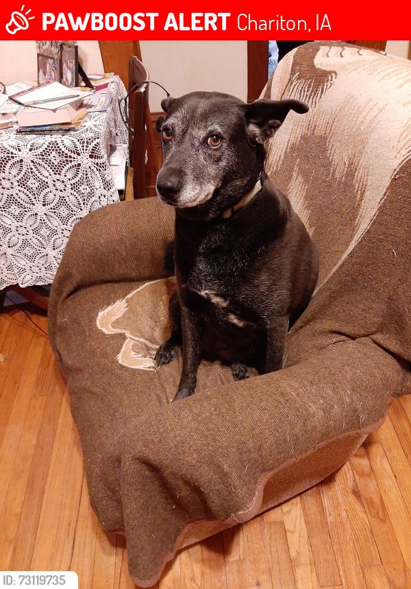 Lost Female Dog last seen Near 455th lane Blue grass road, Chariton, IA 50049