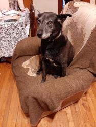 Lost Female Dog last seen Near 455th lane Blue grass road, Chariton, IA 50049