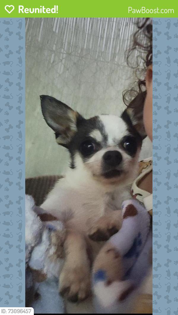 Reunited Male Dog last seen Penrose and Glenoaks, Los Angeles, CA 91352