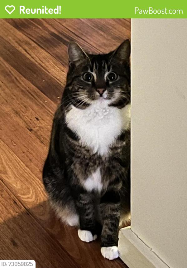 Reunited Female Cat last seen Windermere Drive, Elton Road, Adeele Avenue,, Mountain Gate Drive, Ferntree Gully, VIC 3156