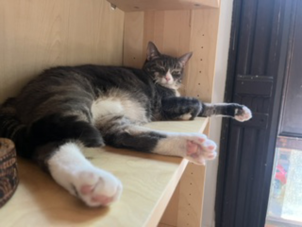 Shelter Stray Female Cat last seen Near Washington Avenue, NEW YORK, NY, 10014, 326 E 110th St, New York, NY 10029, USA