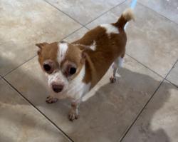 Reunited Male Dog last seen Sugargrove Way, Alafaya, FL 32828