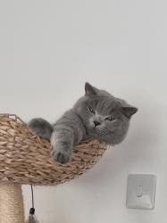 Reunited Male Cat last seen Near martin hunt drive, stanway, colchester, Colchester, Anglia 
