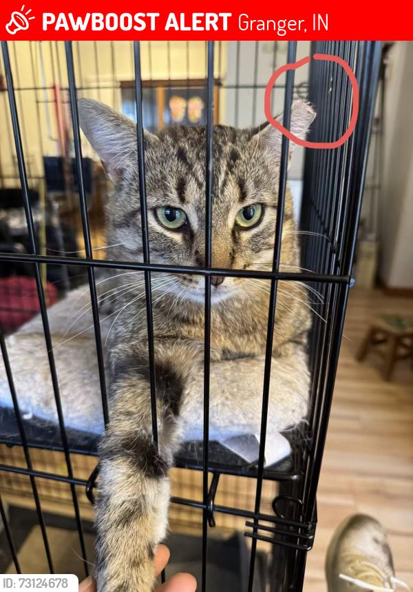 Lost Male Cat last seen Long meadow ln granger IN 46530, Granger, IN 46530