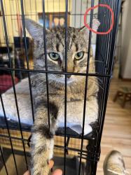 Lost Male Cat last seen Long meadow ln granger IN 46530, Granger, IN 46530