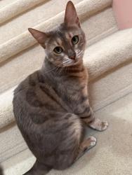 Reunited Female Cat last seen General Currie Road, Richmond, BC, Richmond, BC 