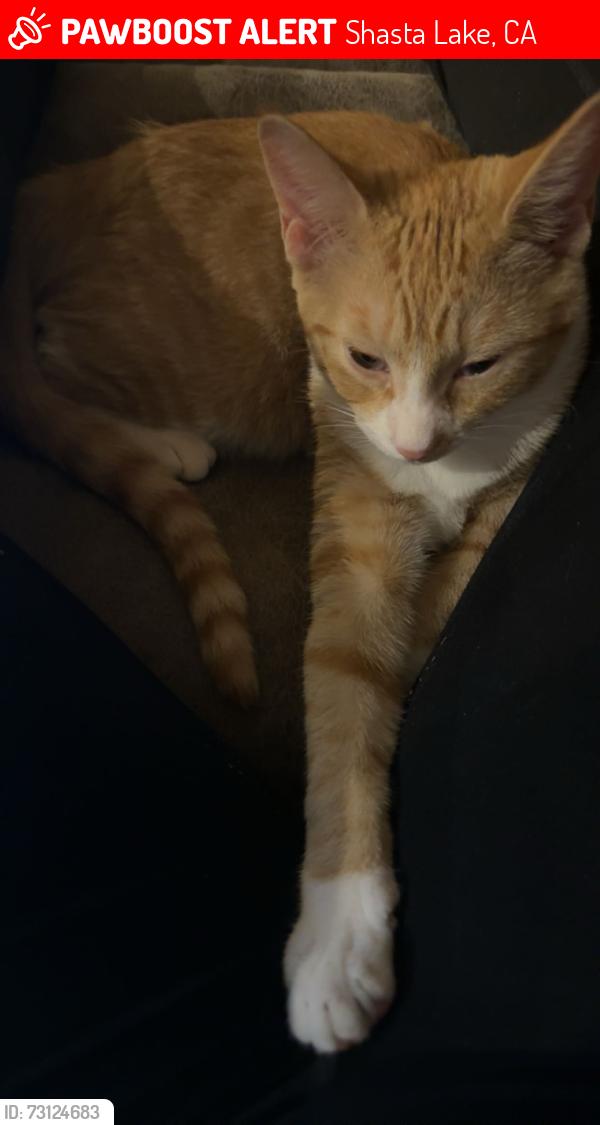 Lost Female Cat last seen Smith avenue, Shasta Lake, CA 96019