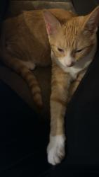 Lost Female Cat last seen Smith avenue, Shasta Lake, CA 96019