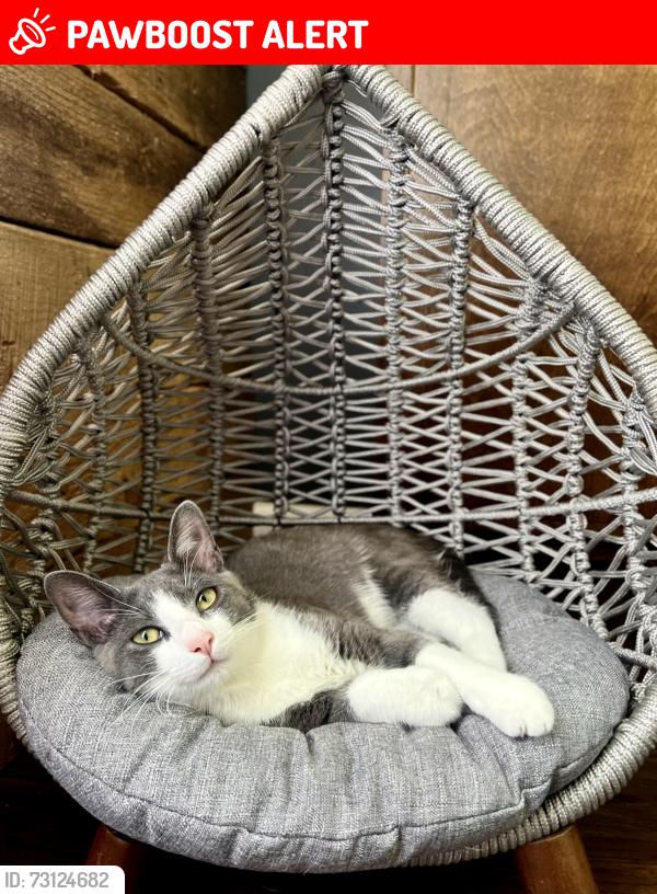 Lost Male Cat last seen Bill Reed road, Pine Ridge, Hamilton County, TN 37363