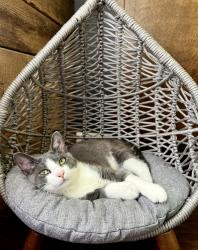 Lost Male Cat last seen Bill Reed road, Pine Ridge, Hamilton County, TN 37363