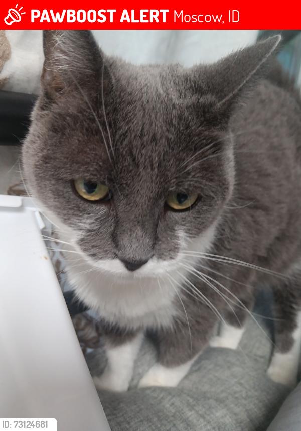 Lost Female Cat last seen Near granite heights loop Moscow idaho, Moscow, ID 83843